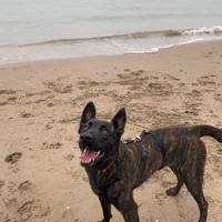 Nala