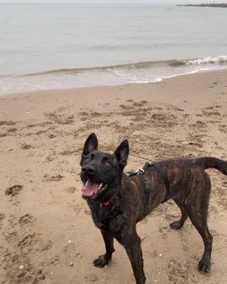 Nala