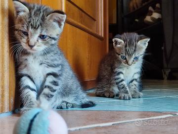 Gattini a Vercelli