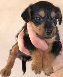 Cuccioli Pinscher taglia piccola