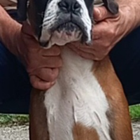 Boxer splendida cucciola