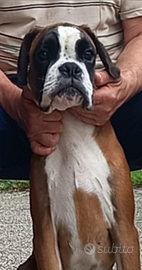 Boxer splendida cucciola