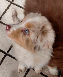 Cucciola red merle pastore australiano