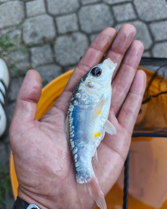 Carpe koi