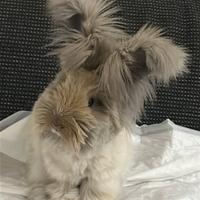 Conigli angora inglese di linea indonesiana