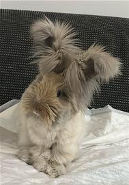 Conigli angora inglese di linea indonesiana
