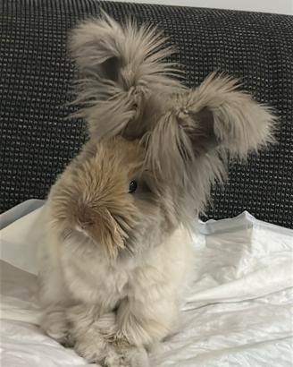 Conigli angora inglese di linea indonesiana