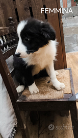 Border collie con pedigree