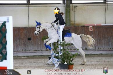 Cavallo per categorie ludiche