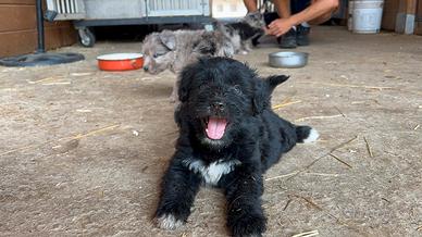 Cuccioli Pastore Bergamasco 