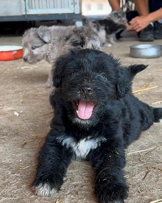 Cuccioli Pastore Bergamasco 