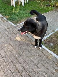 Cucciolone pastore tedesco/maremmano