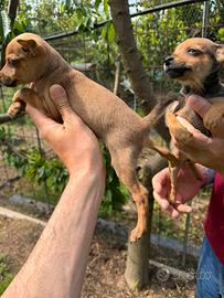 Cuccioli di Pinscher Toy