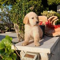 Cucciole di golden retriver