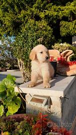 Cucciole di golden retriver