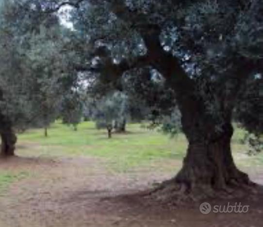 Terreno zona Li punti - San Giovanni