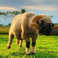 Naso Nero Del Vallese