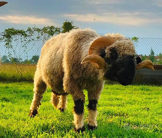 Naso Nero Del Vallese