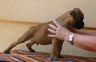 Boxer cuccioli