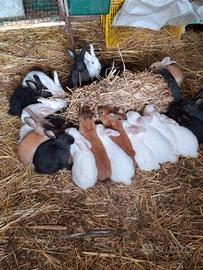 Conigli x allevamento