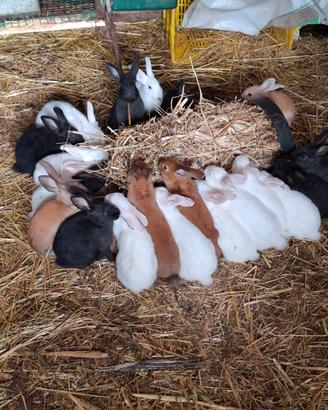 Conigli x allevamento