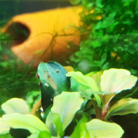 Caridina multidentata japonica