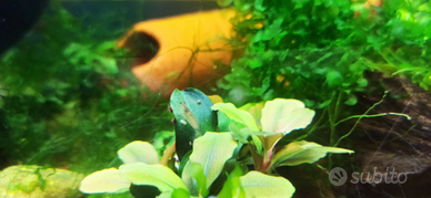 Caridina multidentata japonica