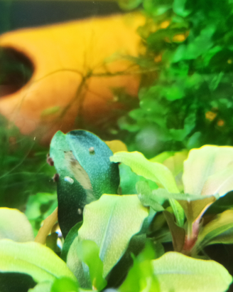 Caridina multidentata japonica