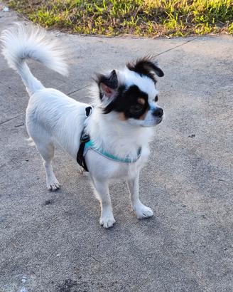 Chihuahua maschio pelo lungo