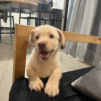 Vendita cucciolo di labrador