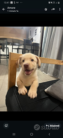 Vendita cucciolo di labrador