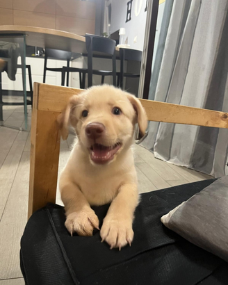 Vendita cucciolo di labrador