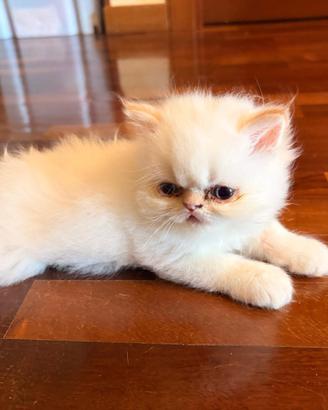 Cucciolo di Persiano