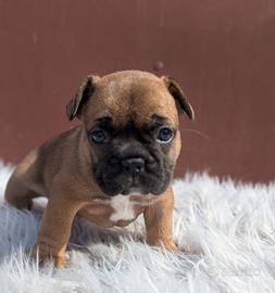 Bulldog francesi cuccioli esotici