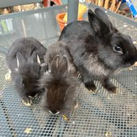 Vendita conigli
