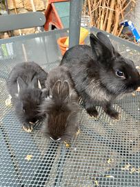 Vendita conigli