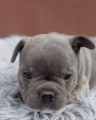 Bulldog francesi blu esotic
