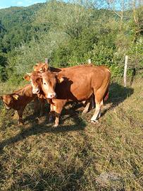 Torello limousine