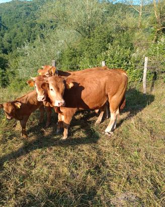 Torello limousine