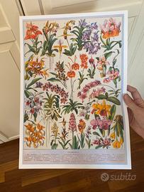 Poster stampa millot botanica fiori orchidee