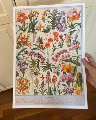Poster stampa millot botanica fiori orchidee