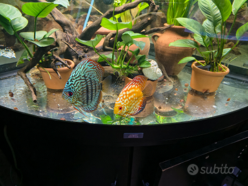 Coppia discus