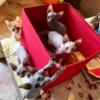 Cucciole sphynx