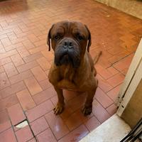 Dogue dí bordeaux