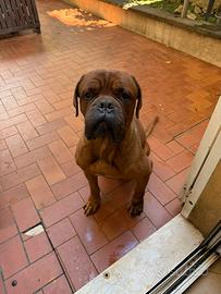 Dogue dí bordeaux