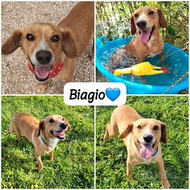 Cagnolino allegro e socievole taglia contenuta