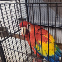 Pappagallo ara m.acao