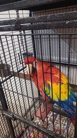 Pappagallo ara m.acao