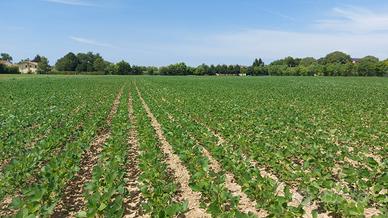 Terreni agricoli