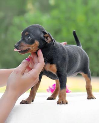 Pinscher NANO